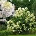 Hortensia paniculata Hercules C3